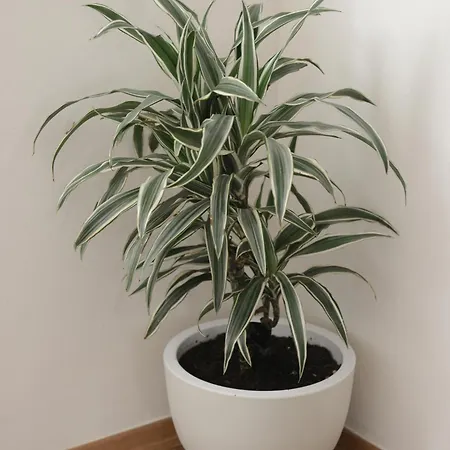 Cozy In The Center Tirana